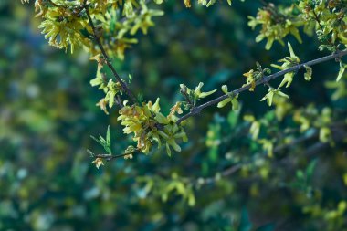 Dallar, çalılar, doğa, yürüyüş, bahar, nisan, yeşil, sarı, yaşam.