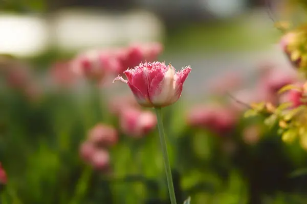 Lale, lale, doğa, yürüyüş, bahar, Nisan, yeşil, doğa, pembe, hayat.