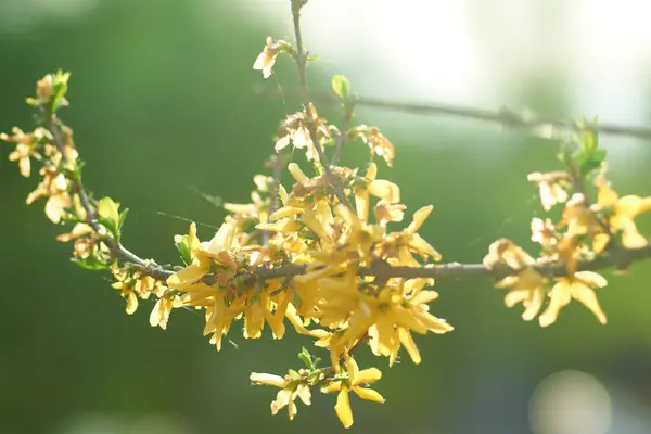 Dallar, çalılar, doğa, yürüyüş, bahar, nisan, yeşil, sarı, yaşam.