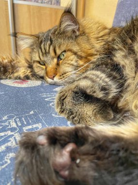 Maine Rakunu, Kediler, Büyük Kedi, Hayvan, Oyun, Dinlenme, Bakış, Kürk, Ağız, Kulak, Pençe, Arkadaş, Arkadaş, Tüylü, Oyun, Oyun, Evcil Hayvan, Yakışıklı, Güzel, Gururlu, Uyku, Rüya, Kral, Canlı, Aşk, Ukrayna, Ukrayna, Ukrayna