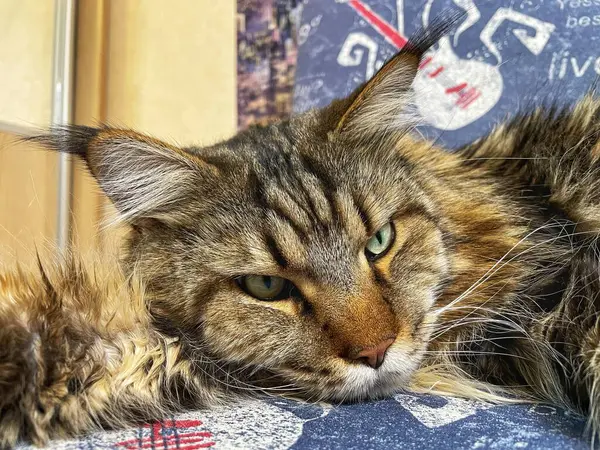 Maine Rakunu, Kediler, Büyük Kedi, Hayvan, Oyun, Dinlenme, Bakış, Kürk, Ağız, Kulak, Pençe, Arkadaş, Arkadaş, Tüylü, Oyun, Oyun, Evcil Hayvan, Yakışıklı, Güzel, Gururlu, Uyku, Rüya, Kral, Canlı, Aşk, Ukrayna, Ukrayna, Ukrayna