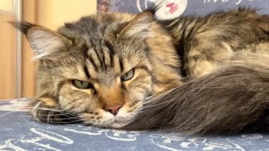 Maine Rakunu, Kediler, Büyük Kedi, Hayvan, Oyun, Dinlenme, Bakış, Kürk, Ağız, Kulak, Pençe, Arkadaş, Arkadaş, Tüylü, Oyun, Oyun, Evcil Hayvan, Yakışıklı, Güzel, Gururlu, Uyku, Rüya, Kral, Canlı, Aşk, Ukrayna, Ukrayna, Ukrayna