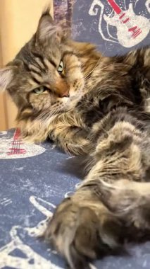 Maine Rakunu, Kediler, Büyük Kedi, Hayvan, Oyun, Dinlenme, Bakış, Kürk, Ağız, Kulak, Pençe, Arkadaş, Arkadaş, Tüylü, Oyun, Oyun, Evcil Hayvan, Yakışıklı, Güzel, Gururlu, Uyku, Rüya, Kral, Canlı, Aşk, Ukrayna, Ukrayna, Ukrayna