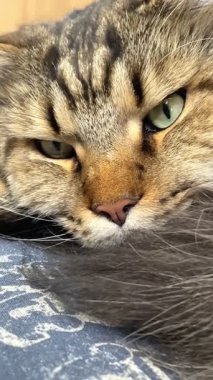 Maine Rakunu, Kediler, Büyük Kedi, Hayvan, Oyun, Dinlenme, Bakış, Kürk, Ağız, Kulak, Pençe, Arkadaş, Arkadaş, Tüylü, Oyun, Oyun, Evcil Hayvan, Yakışıklı, Güzel, Gururlu, Uyku, Rüya, Kral, Canlı, Aşk, Ukrayna, Ukrayna, Ukrayna