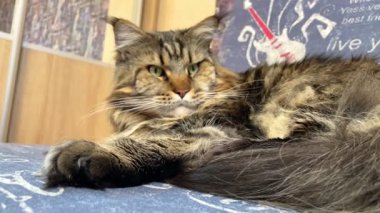 Maine Rakunu, Kediler, Büyük Kedi, Hayvan, Oyun, Dinlenme, Bakış, Kürk, Ağız, Kulak, Pençe, Arkadaş, Arkadaş, Tüylü, Oyun, Oyun, Evcil Hayvan, Yakışıklı, Güzel, Gururlu, Uyku, Rüya, Kral, Canlı, Aşk, Ukrayna, Ukrayna, Ukrayna