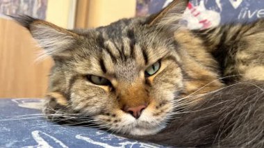 Maine Rakunu, Kediler, Büyük Kedi, Hayvan, Oyun, Dinlenme, Bakış, Kürk, Ağız, Kulak, Pençe, Arkadaş, Arkadaş, Tüylü, Oyun, Oyun, Evcil Hayvan, Yakışıklı, Güzel, Gururlu, Uyku, Rüya, Kral, Canlı, Aşk, Ukrayna, Ukrayna, Ukrayna