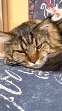 Maine Rakunu, Kediler, Büyük Kedi, Hayvan, Oyun, Dinlenme, Bakış, Kürk, Ağız, Kulak, Pençe, Arkadaş, Arkadaş, Tüylü, Oyun, Oyun, Evcil Hayvan, Yakışıklı, Güzel, Gururlu, Uyku, Rüya, Kral, Canlı, Aşk, Ukrayna, Ukrayna, Ukrayna