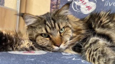 Maine Rakunu, Kediler, Büyük Kedi, Hayvan, Oyun, Dinlenme, Bakış, Kürk, Ağız, Kulak, Pençe, Arkadaş, Arkadaş, Tüylü, Oyun, Oyun, Evcil Hayvan, Yakışıklı, Güzel, Gururlu, Uyku, Rüya, Kral, Canlı, Aşk, Ukrayna, Ukrayna, Ukrayna