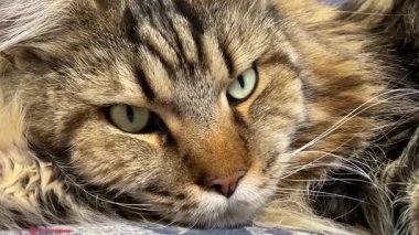 Maine Rakunu, Kediler, Büyük Kedi, Hayvan, Oyun, Dinlenme, Bakış, Kürk, Ağız, Kulak, Pençe, Arkadaş, Arkadaş, Tüylü, Oyun, Oyun, Evcil Hayvan, Yakışıklı, Güzel, Gururlu, Uyku, Rüya, Kral, Canlı, Aşk, Ukrayna, Ukrayna, Ukrayna