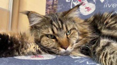 Maine Rakunu, Kediler, Büyük Kedi, Hayvan, Oyun, Dinlenme, Bakış, Kürk, Ağız, Kulak, Pençe, Arkadaş, Arkadaş, Tüylü, Oyun, Oyun, Evcil Hayvan, Yakışıklı, Güzel, Gururlu, Uyku, Rüya, Kral, Canlı, Aşk, Ukrayna, Ukrayna, Ukrayna