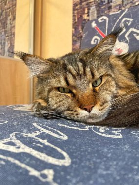 Maine Rakunu, Kediler, Büyük Kedi, Hayvan, Oyun, Dinlenme, Bakış, Kürk, Ağız, Kulak, Pençe, Arkadaş, Arkadaş, Tüylü, Oyun, Oyun, Evcil Hayvan, Yakışıklı, Güzel, Gururlu, Uyku, Rüya, Kral, Canlı, Aşk, Ukrayna, Ukrayna, Ukrayna