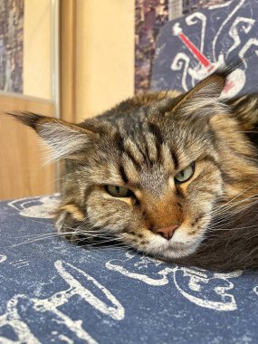 Maine Rakunu, Kediler, Büyük Kedi, Hayvan, Oyun, Dinlenme, Bakış, Kürk, Ağız, Kulak, Pençe, Arkadaş, Arkadaş, Tüylü, Oyun, Oyun, Evcil Hayvan, Yakışıklı, Güzel, Gururlu, Uyku, Rüya, Kral, Canlı, Aşk, Ukrayna, Ukrayna, Ukrayna