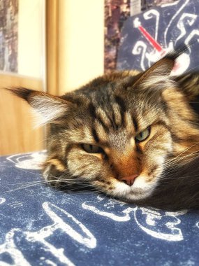 Maine Rakunu, Kediler, Büyük Kedi, Hayvan, Oyun, Dinlenme, Bakış, Kürk, Ağız, Kulak, Pençe, Arkadaş, Arkadaş, Tüylü, Oyun, Oyun, Evcil Hayvan, Yakışıklı, Güzel, Gururlu, Uyku, Rüya, Kral, Canlı, Aşk, Ukrayna, Ukrayna, Ukrayna