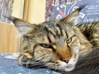 Maine Rakunu, Kediler, Büyük Kedi, Hayvan, Oyun, Dinlenme, Bakış, Kürk, Ağız, Kulak, Pençe, Arkadaş, Arkadaş, Tüylü, Oyun, Oyun, Evcil Hayvan, Yakışıklı, Güzel, Gururlu, Uyku, Rüya, Kral, Canlı, Aşk, Ukrayna, Ukrayna, Ukrayna