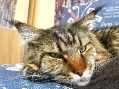 Maine Rakunu, Kediler, Büyük Kedi, Hayvan, Oyun, Dinlenme, Bakış, Kürk, Ağız, Kulak, Pençe, Arkadaş, Arkadaş, Tüylü, Oyun, Oyun, Evcil Hayvan, Yakışıklı, Güzel, Gururlu, Uyku, Rüya, Kral, Canlı, Aşk, Ukrayna, Ukrayna, Ukrayna