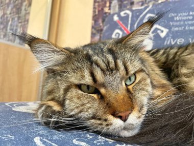 Maine Rakunu, Kediler, Büyük Kedi, Hayvan, Oyun, Dinlenme, Bakış, Kürk, Ağız, Kulak, Pençe, Arkadaş, Arkadaş, Tüylü, Oyun, Oyun, Evcil Hayvan, Yakışıklı, Güzel, Gururlu, Uyku, Rüya, Kral, Canlı, Aşk, Ukrayna, Ukrayna, Ukrayna