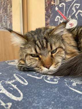 Maine Rakunu, Kediler, Büyük Kedi, Hayvan, Oyun, Dinlenme, Bakış, Kürk, Ağız, Kulak, Pençe, Arkadaş, Arkadaş, Tüylü, Oyun, Oyun, Evcil Hayvan, Yakışıklı, Güzel, Gururlu, Uyku, Rüya, Kral, Canlı, Aşk, Ukrayna, Ukrayna, Ukrayna