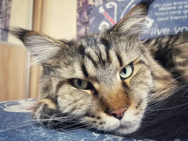 Maine Rakunu, Kediler, Büyük Kedi, Hayvan, Oyun, Dinlenme, Bakış, Kürk, Ağız, Kulak, Pençe, Arkadaş, Arkadaş, Tüylü, Oyun, Oyun, Evcil Hayvan, Yakışıklı, Güzel, Gururlu, Uyku, Rüya, Kral, Canlı, Aşk, Ukrayna, Ukrayna, Ukrayna