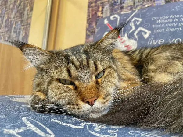 Maine Rakunu, Kediler, Büyük Kedi, Hayvan, Oyun, Dinlenme, Bakış, Kürk, Ağız, Kulak, Pençe, Arkadaş, Arkadaş, Tüylü, Oyun, Oyun, Evcil Hayvan, Yakışıklı, Güzel, Gururlu, Uyku, Rüya, Kral, Canlı, Aşk, Ukrayna, Ukrayna, Ukrayna