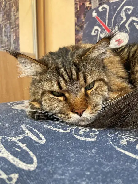 Maine Rakunu, Kediler, Büyük Kedi, Hayvan, Oyun, Dinlenme, Bakış, Kürk, Ağız, Kulak, Pençe, Arkadaş, Arkadaş, Tüylü, Oyun, Oyun, Evcil Hayvan, Yakışıklı, Güzel, Gururlu, Uyku, Rüya, Kral, Canlı, Aşk, Ukrayna, Ukrayna, Ukrayna