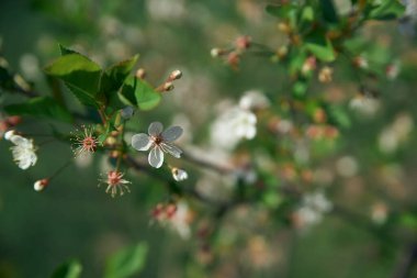 Dallar, çalılar, ağaçlar, doğa, bahar, yürüyüş, çiçekler, gökyüzü, beyaz, yeşil, mavi, hayat, Ukrayna. Aşk.