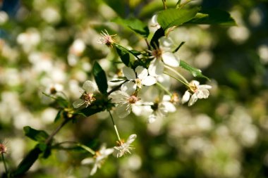 Dallar, çalılar, ağaçlar, doğa, bahar, yürüyüş, çiçekler, beyaz, yeşil, hayat, Ukrayna. Aşk.