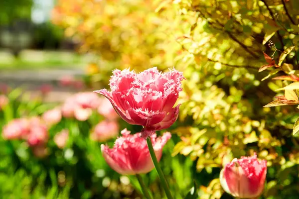 Pembe laleler, lale, yeşil, çimen, doğa, yürüyüş, Ukrayna, bahar, aşk hayatı