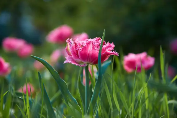 Pembe laleler, lale, yeşil, çimen, doğa, yürüyüş, Ukrayna, bahar, aşk hayatı