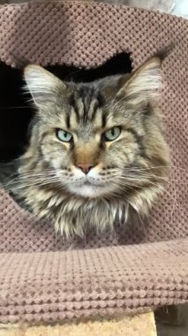 Maine Rakunu, Kediler, Büyük Kedi, Hayvan, Oyun, Dinlenme, Bakış, Kürk, Ağız, Kulak, Pençe, Arkadaş, Arkadaş, Tüylü, Oyun, Oyun, Evcil Hayvan, Yakışıklı, Güzel, Gururlu, Uyku, Rüya, Kral, Canlı, Aşk, Ukrayna, Ukrayna, Ukrayna