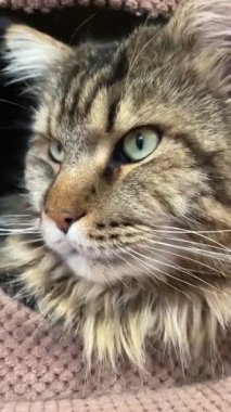 Maine Rakunu, Kediler, Büyük Kedi, Hayvan, Oyun, Dinlenme, Bakış, Kürk, Ağız, Kulak, Pençe, Arkadaş, Arkadaş, Tüylü, Oyun, Oyun, Evcil Hayvan, Yakışıklı, Güzel, Gururlu, Uyku, Rüya, Kral, Canlı, Aşk, Ukrayna, Ukrayna, Ukrayna