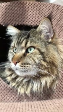 Maine Rakunu, Kediler, Büyük Kedi, Hayvan, Oyun, Dinlenme, Bakış, Kürk, Ağız, Kulak, Pençe, Arkadaş, Arkadaş, Tüylü, Oyun, Oyun, Evcil Hayvan, Yakışıklı, Güzel, Gururlu, Uyku, Rüya, Kral, Canlı, Aşk, Ukrayna, Ukrayna, Ukrayna