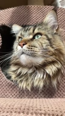 Maine Rakunu, Kediler, Büyük Kedi, Hayvan, Oyun, Dinlenme, Bakış, Kürk, Ağız, Kulak, Pençe, Arkadaş, Arkadaş, Tüylü, Oyun, Oyun, Evcil Hayvan, Yakışıklı, Güzel, Gururlu, Uyku, Rüya, Kral, Canlı, Aşk, Ukrayna, Ukrayna, Ukrayna