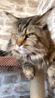 Maine Rakunu, Kediler, Büyük Kedi, Hayvan, Oyun, Dinlenme, Bakış, Kürk, Ağız, Kulak, Pençe, Arkadaş, Arkadaş, Tüylü, Oyun, Oyun, Evcil Hayvan, Yakışıklı, Güzel, Gururlu, Uyku, Rüya, Kral, Canlı, Aşk, Ukrayna, Ukrayna, Ukrayna