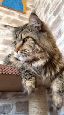 Maine Rakunu, Kediler, Büyük Kedi, Hayvan, Oyun, Dinlenme, Bakış, Kürk, Ağız, Kulak, Pençe, Arkadaş, Arkadaş, Tüylü, Oyun, Oyun, Evcil Hayvan, Yakışıklı, Güzel, Gururlu, Uyku, Rüya, Kral, Canlı, Aşk, Ukrayna, Ukrayna, Ukrayna