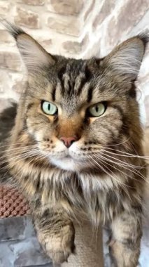 Maine Rakunu, Kediler, Büyük Kedi, Hayvan, Oyun, Dinlenme, Bakış, Kürk, Ağız, Kulak, Pençe, Arkadaş, Arkadaş, Tüylü, Oyun, Oyun, Evcil Hayvan, Yakışıklı, Güzel, Gururlu, Uyku, Rüya, Kral, Canlı, Aşk, Ukrayna, Ukrayna, Ukrayna