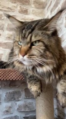 Maine Rakunu, Kediler, Büyük Kedi, Hayvan, Oyun, Dinlenme, Bakış, Kürk, Ağız, Kulak, Pençe, Arkadaş, Arkadaş, Tüylü, Oyun, Oyun, Evcil Hayvan, Yakışıklı, Güzel, Gururlu, Uyku, Rüya, Kral, Canlı, Aşk, Ukrayna, Ukrayna, Ukrayna