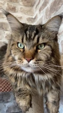 Maine Rakunu, Kediler, Büyük Kedi, Hayvan, Oyun, Dinlenme, Bakış, Kürk, Ağız, Kulak, Pençe, Arkadaş, Arkadaş, Tüylü, Oyun, Oyun, Evcil Hayvan, Yakışıklı, Güzel, Gururlu, Uyku, Rüya, Kral, Canlı, Aşk, Ukrayna, Ukrayna, Ukrayna