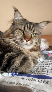 Maine Rakunu, Kediler, Büyük Kedi, Hayvan, Oyun, Dinlenme, Bakış, Kürk, Ağız, Kulak, Pençe, Arkadaş, Arkadaş, Tüylü, Oyun, Oyun, Evcil Hayvan, Yakışıklı, Güzel, Gururlu, Uyku, Rüya, Kral, Canlı, Aşk, Ukrayna, Ukrayna, Ukrayna