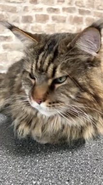 Büyük kedi, hayvan, Maine rakunu, Maine rakunu, Mainecoon, arkadaş, kedi sever, hayat, aşk kralı