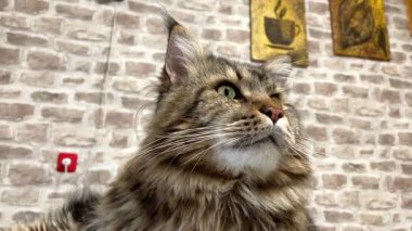 Büyük kedi, hayvan, Maine rakunu, Maine rakunu, Mainecoon, arkadaş, kedi sever, hayat, aşk kralı