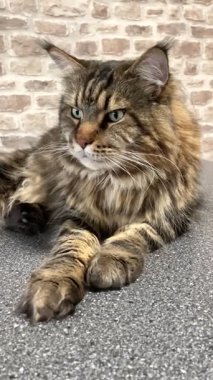 Büyük kedi, hayvan, Maine rakunu, Maine rakunu, Mainecoon, arkadaş, kedi sever, hayat, aşk kralı