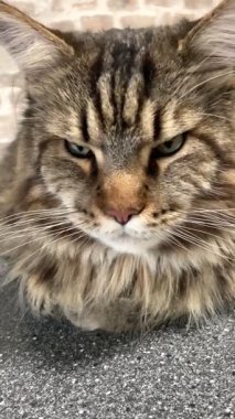 Büyük kedi, hayvan, Maine rakunu, Maine rakunu, Mainecoon, arkadaş, kedi sever, hayat, aşk kralı