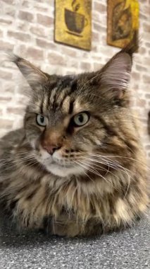 Büyük kedi, hayvan, Maine rakunu, Maine rakunu, Mainecoon, arkadaş, kedi sever, hayat, aşk kralı