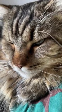 Büyük kedi Mainecoon, Maine Rakunu, kediler, hayvan, hayvan, hayvan, dinlenme, uyku, yatak odası 