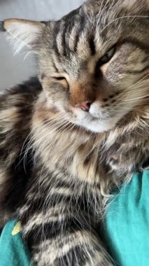 Büyük kedi Mainecoon, Maine Rakunu, kediler, hayvan, hayvan, hayvan, dinlenme, uyku, yatak odası 