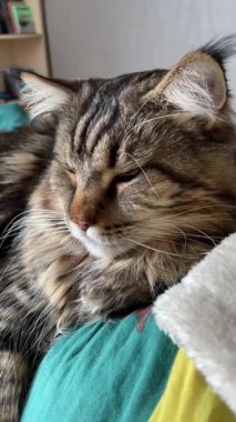 Büyük kedi Mainecoon, Maine Rakunu, kediler, hayvan, hayvan, hayvan, dinlenme, uyku, yatak odası 