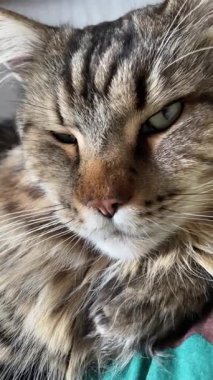 Büyük kedi Mainecoon, Maine Rakunu, kediler, hayvan, hayvan, hayvan, dinlenme, uyku, yatak odası 