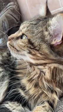 Büyük kedi Mainecoon, Maine Rakunu, kediler, evcil hayvan, hayvan, arkadaş, uyku, kral