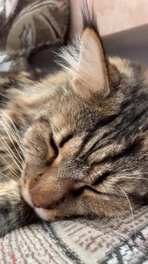 Büyük kedi Mainecoon, Maine Rakunu, kediler, evcil hayvan, hayvan, arkadaş, uyku, kral