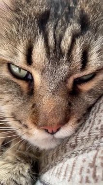 Büyük kedi Mainecoon, Maine Rakunu, kediler, evcil hayvan, hayvan, arkadaş, uyku, kral